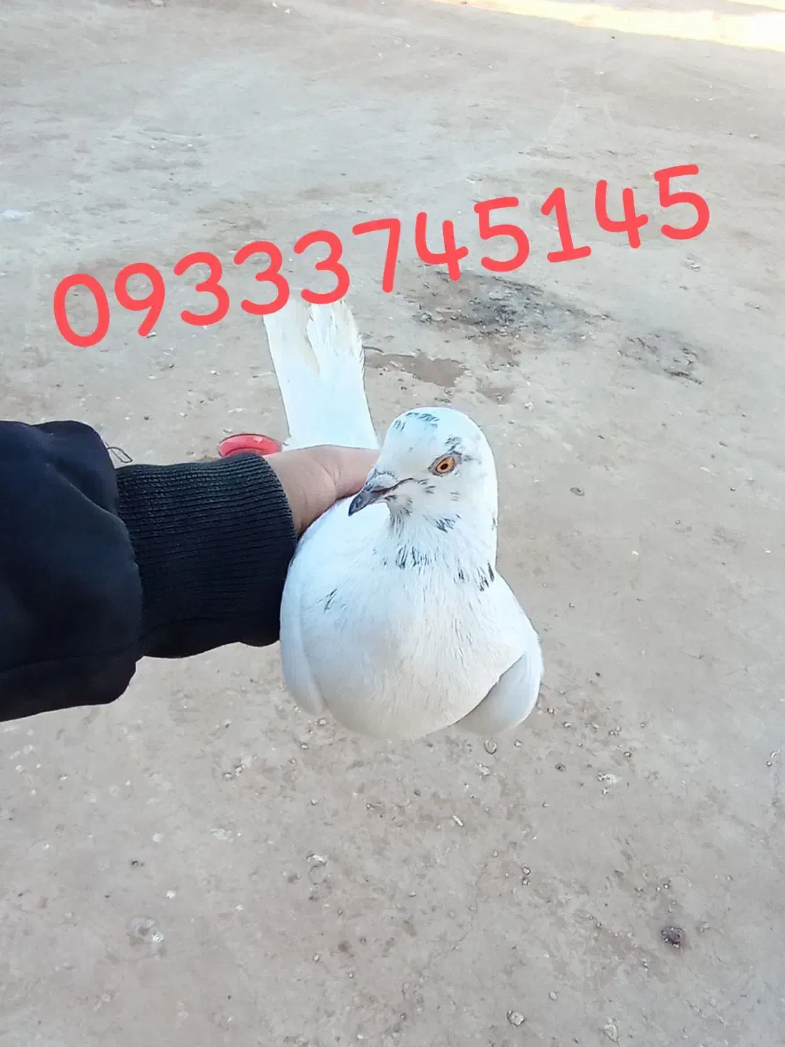 کفتر|پرنده|زرندیه, |دیوار