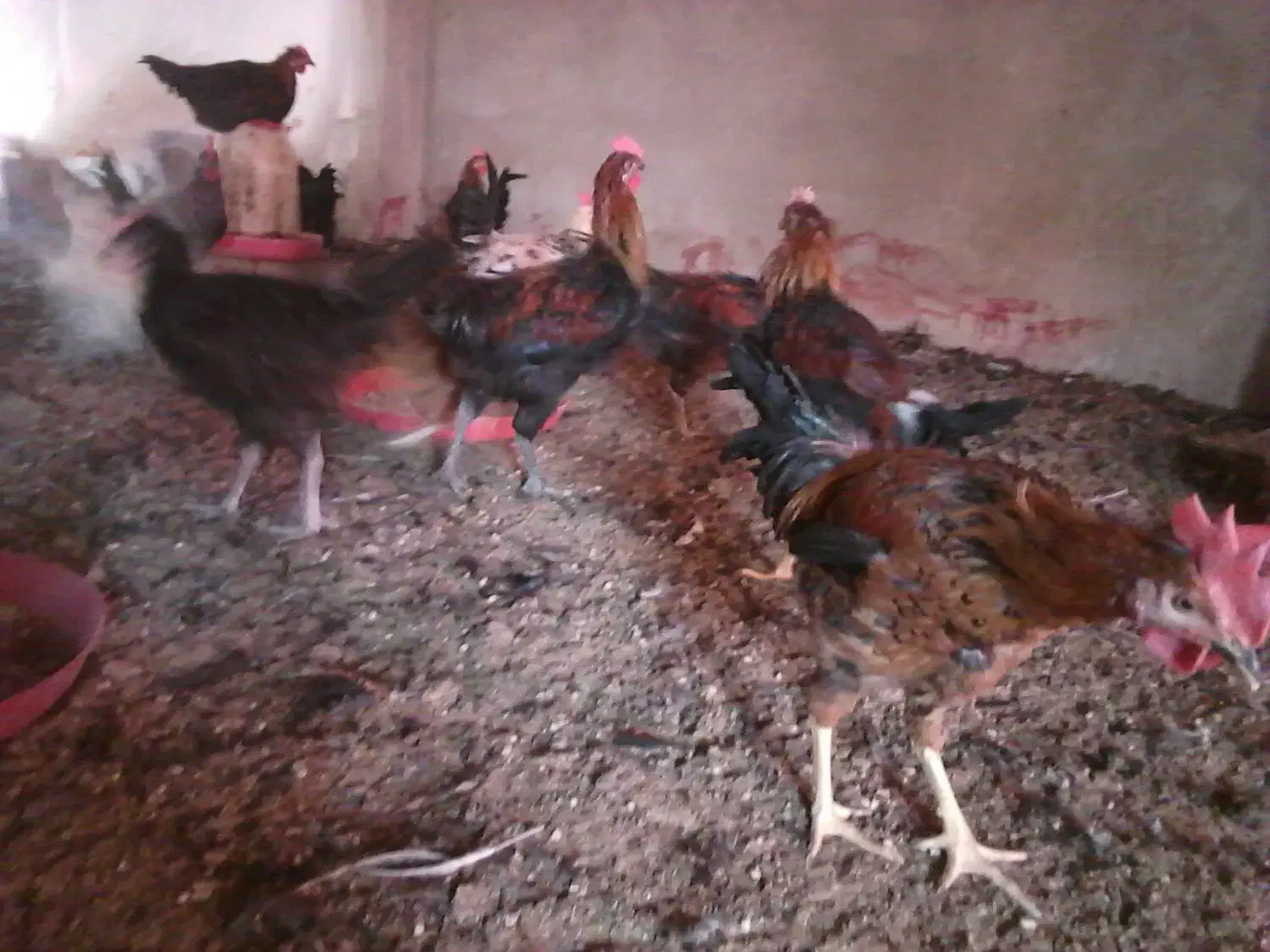 خروس مجلی جوان|حیوانات مزرعه|فسا, |دیوار