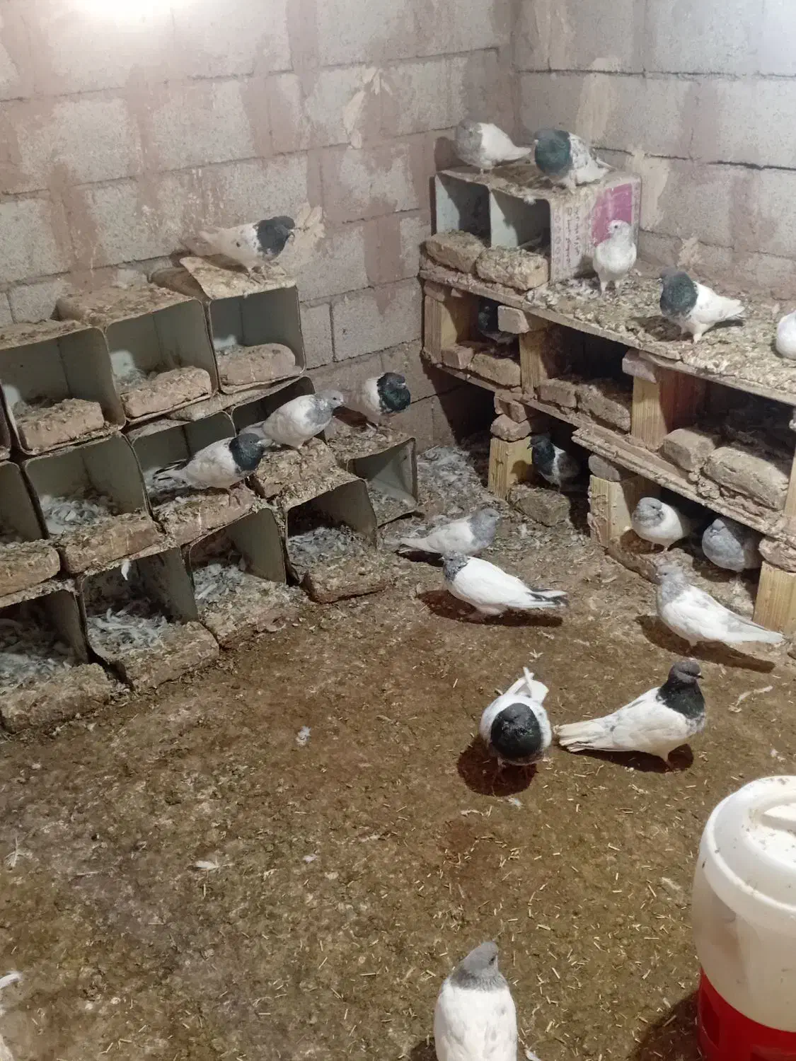 کبوترباشی گوی باشی موشی|پرنده|مرند, |دیوار