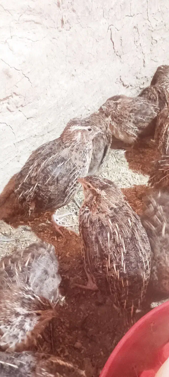 قیمت دونه ۸۰ هزار|پرنده|جزنیک, |دیوار