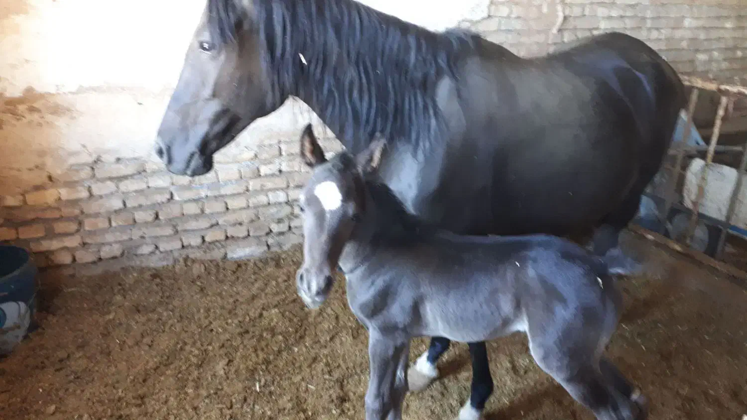 مادیان|اسب و تجهیزات اسبسواری|شهرکرد, |دیوار