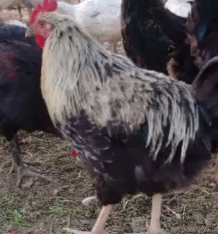 خروس بومی|حیوانات مزرعه|داران, |دیوار