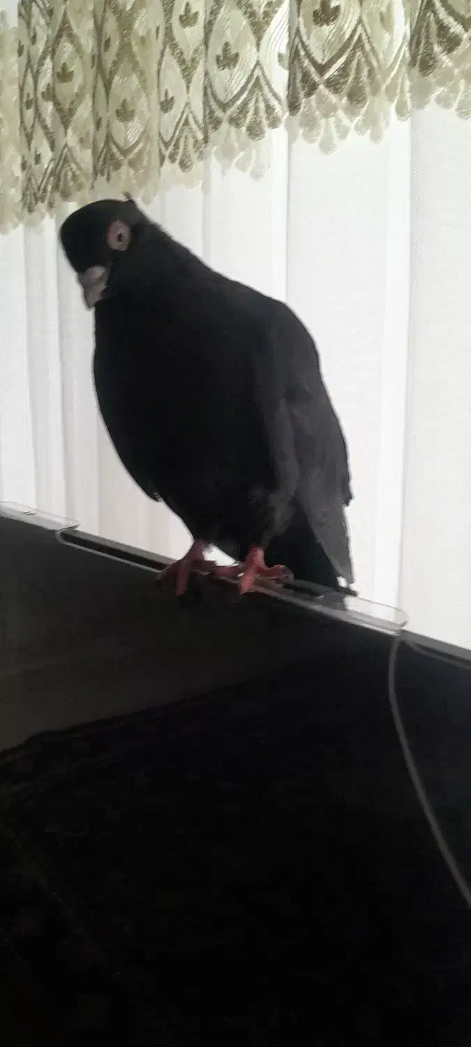 کبوتر گمشده|حیوانات|بیجار, |دیوار