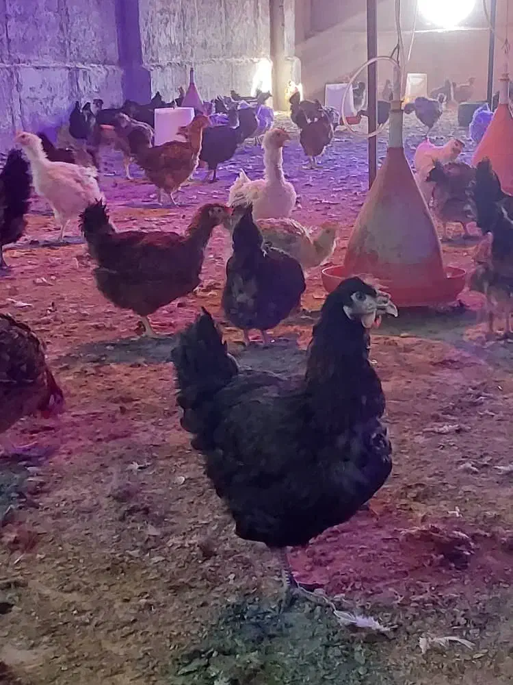 مرغ.محلی.زنده|حیوانات مزرعه|برازجان, |دیوار