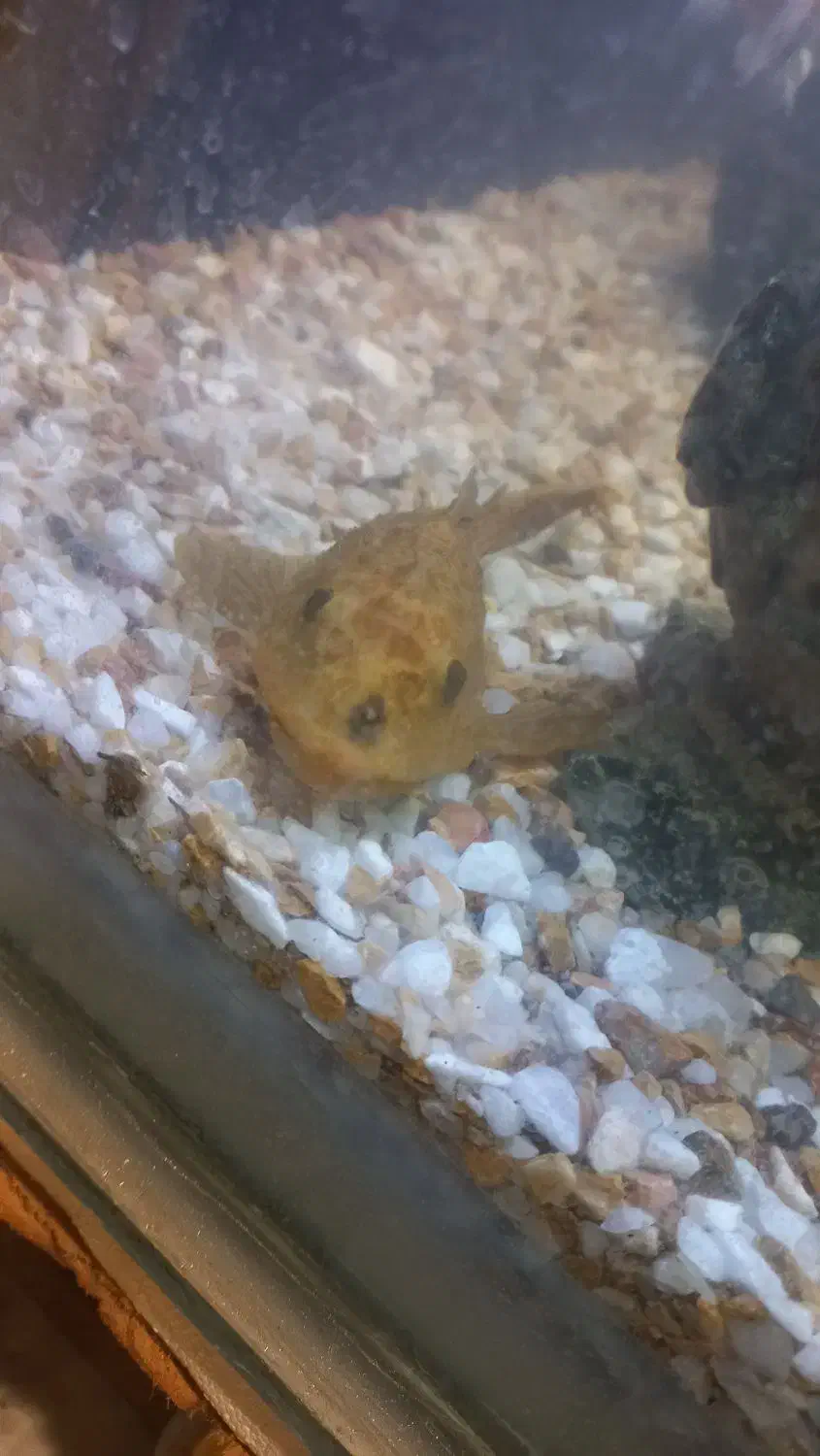 ماهی کوی لجن خوار|ماهی|قم, علی آباد سعدگان|دیوار