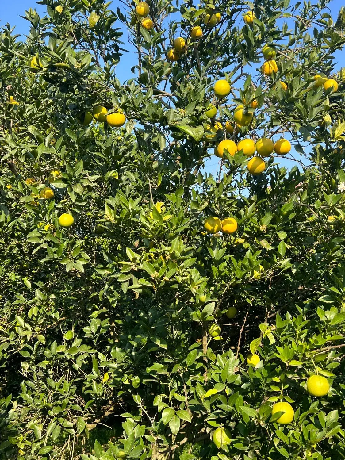 میوه در باغ|خوردنی و آشامیدنی|تنکابن, |دیوار