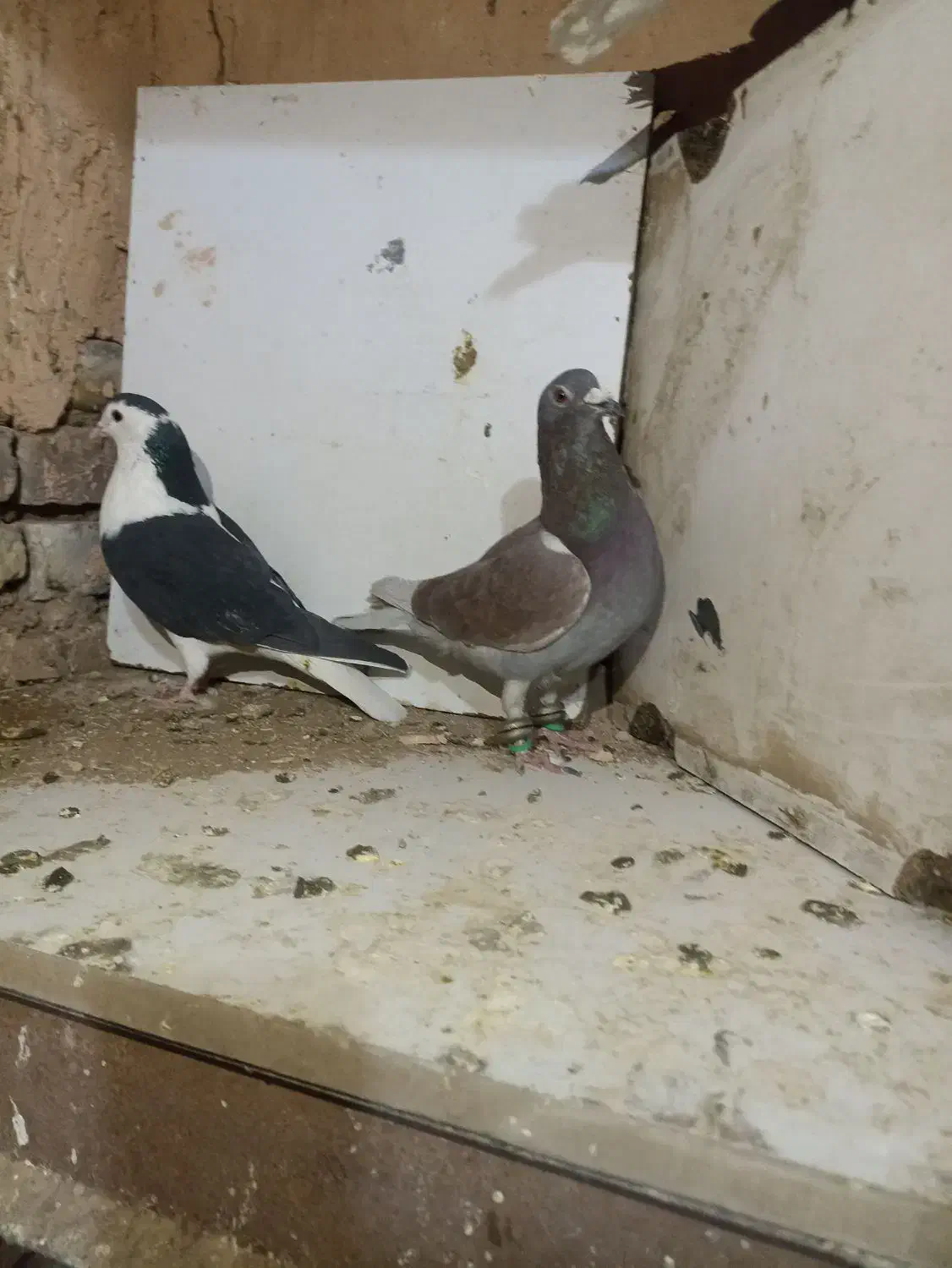 کفترپرشی ضربه|پرنده|سبزوار, قصبه شرقی|دیوار