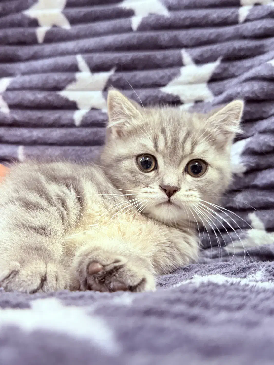 بچه گربه بریتیش فضول|گربه|اهواز, شهرک برق|دیوار