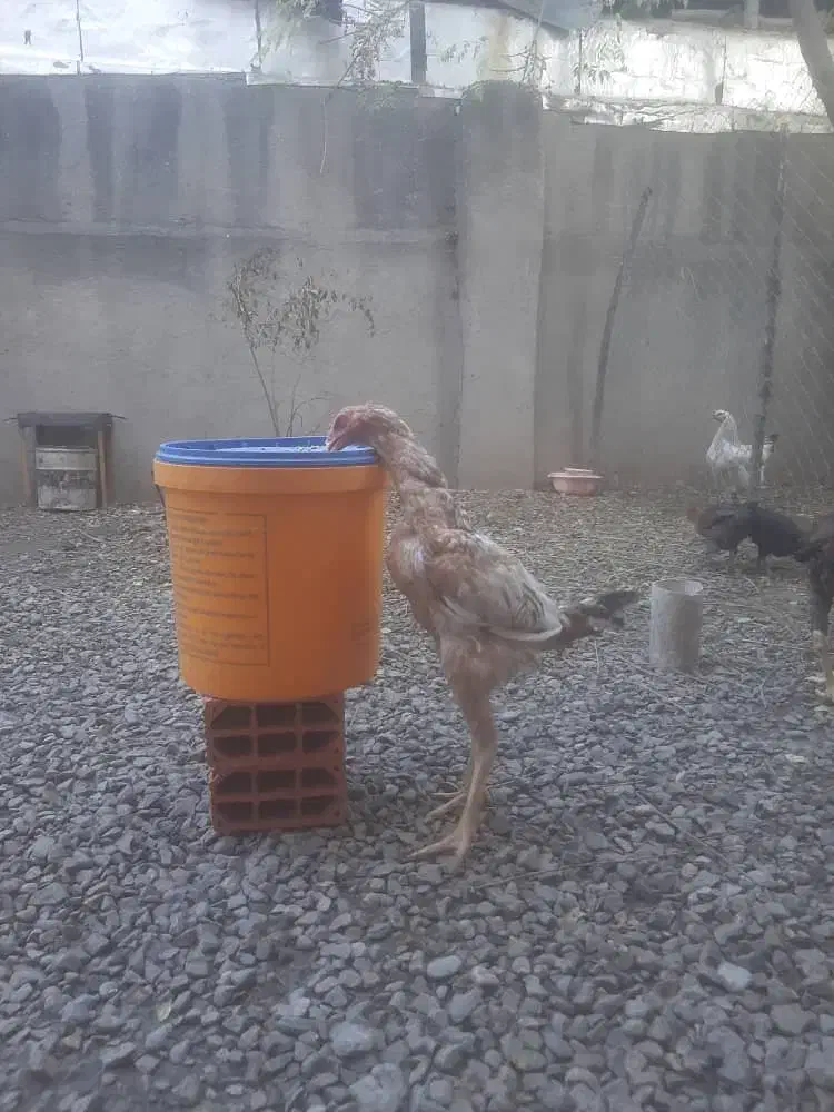 دوعددخروس لاری|حیوانات مزرعه|خان ببین, |دیوار