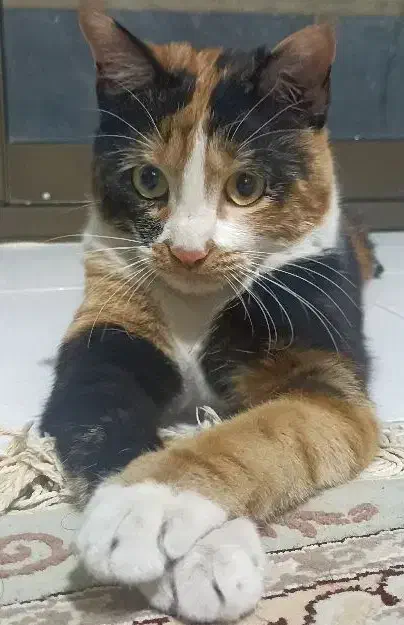 واگذاری|گربه|اصفهان, آهنگران|دیوار