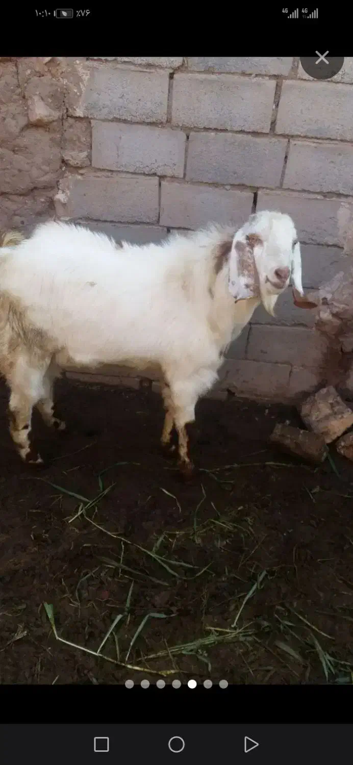 بزغاله بزری وارداتی|حیوانات مزرعه|میان جلگه, |دیوار