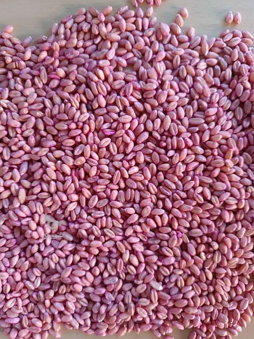 فروش گندم آبی|گل و گیاه طبیعی|موچش, |دیوار