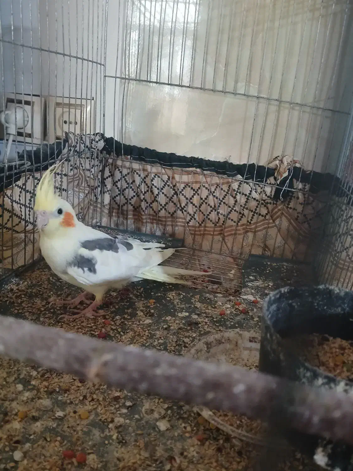 عروس هلندی|پرنده|دشتابی, |دیوار