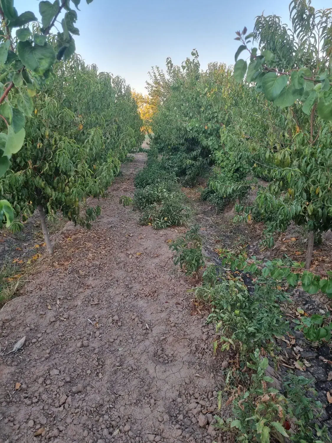 باغ در ارباتان مرند|فروش خانه و ویلا|یامچی, |دیوار