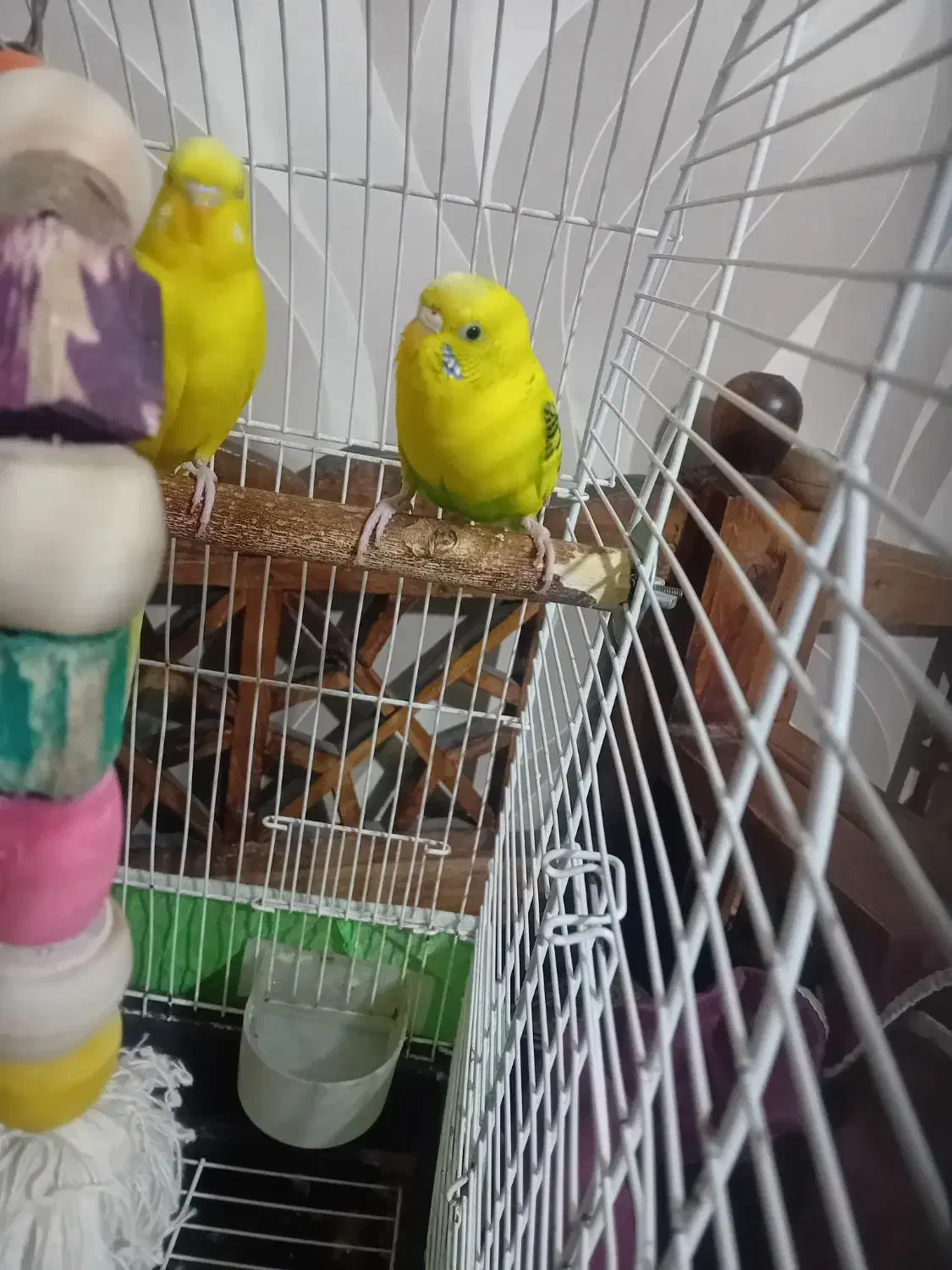 برنده|پرنده|قم, پردیسان|دیوار