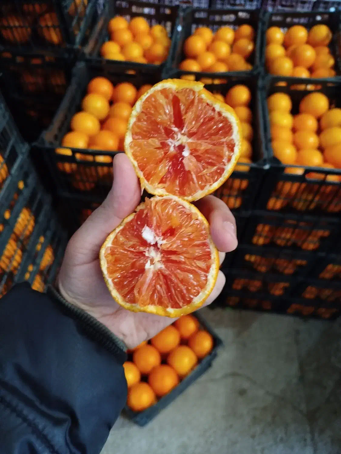 پرتقال نارنگی نارنج|عمده‌فروشی|بابل, |دیوار