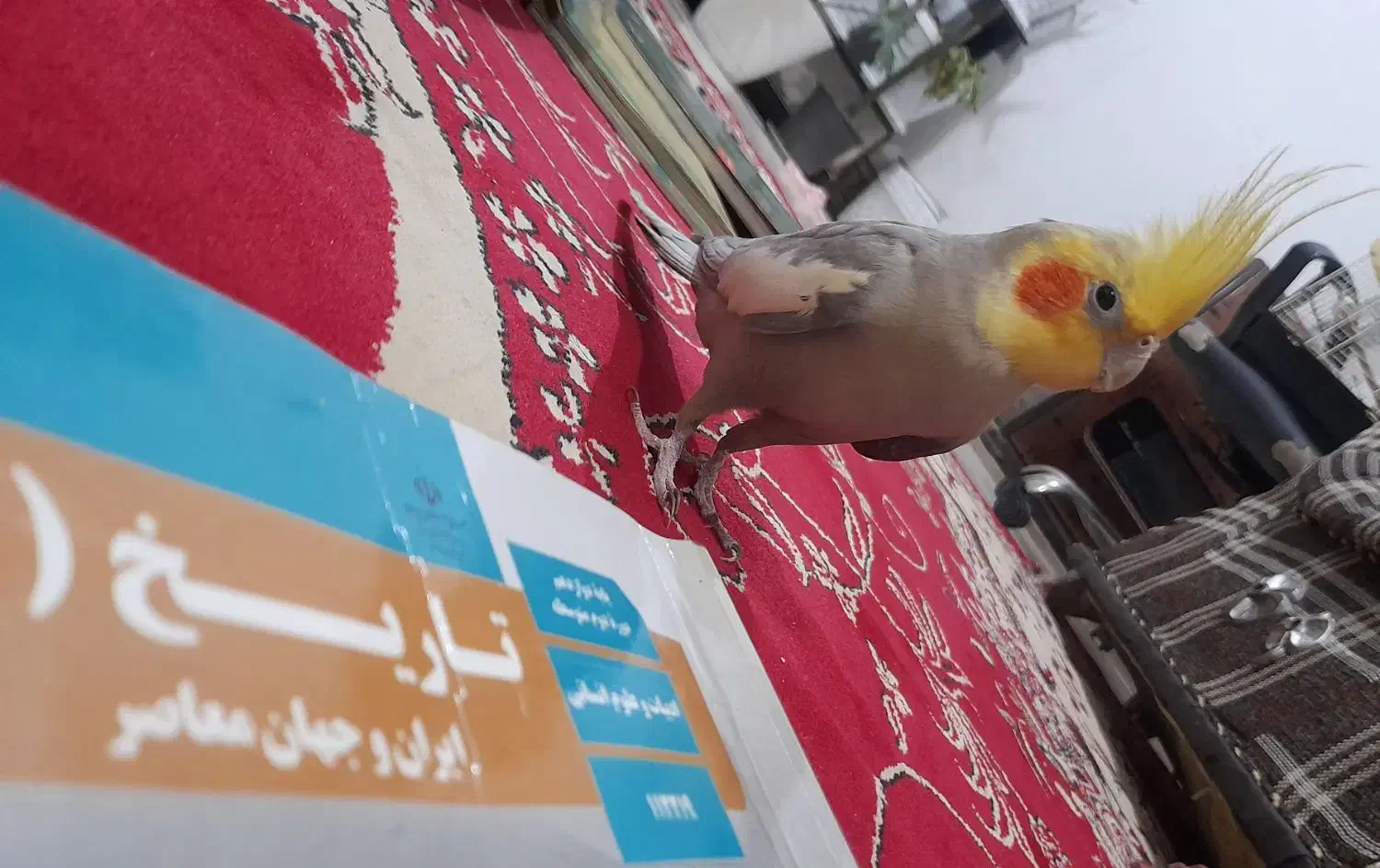 عروس هلندی نر بالغ|پرنده|لاهیجان, گلستان|دیوار