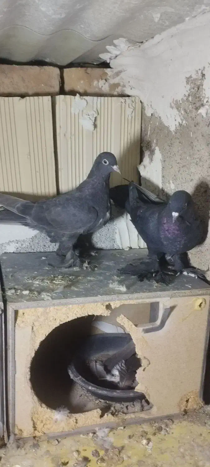 کبوتر قره|پرنده|صوفیان, |دیوار