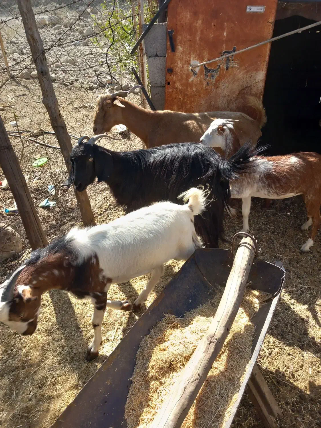 حیوانات|حیوانات مزرعه|شمیل, |دیوار