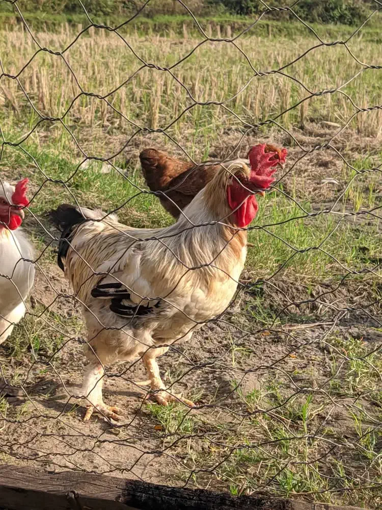 مرغ و خروس محلی|حیوانات مزرعه|رشت, تازه آباد|دیوار