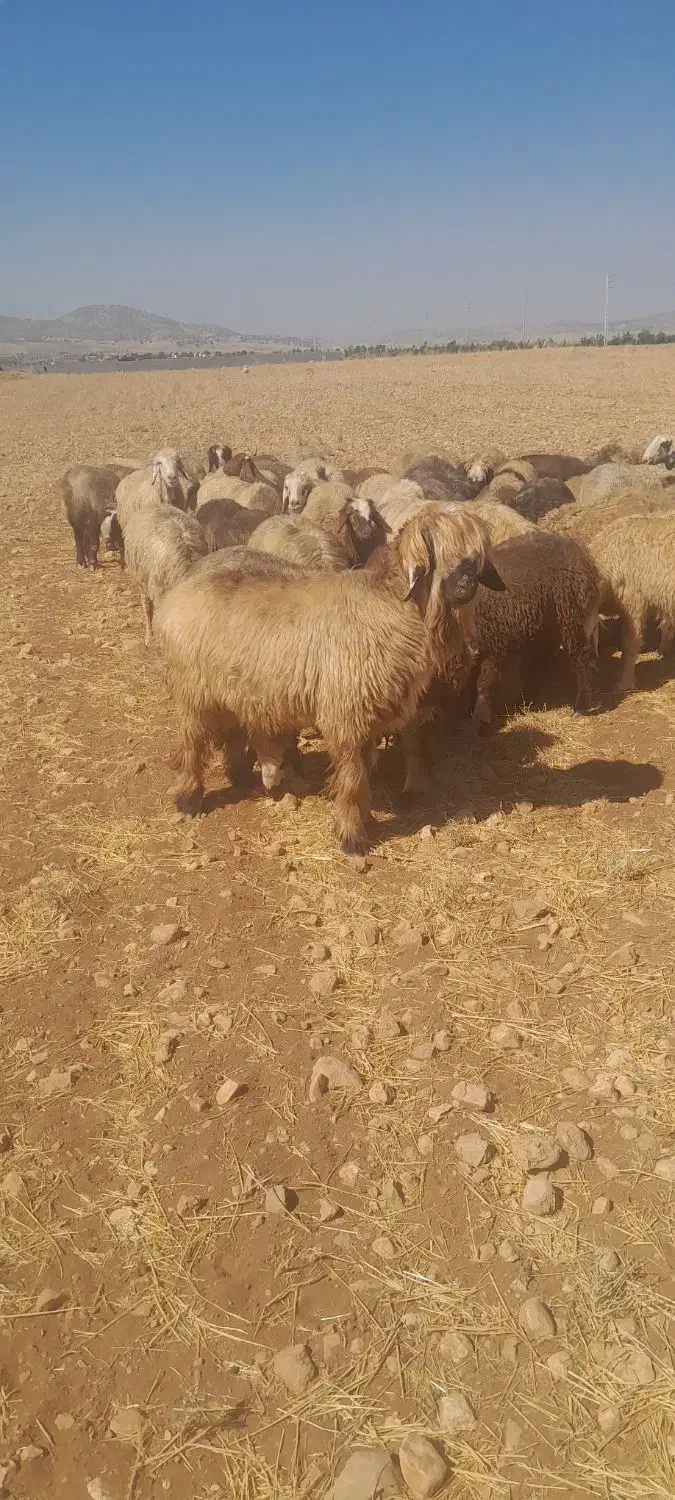 قوچ بختیاری|حیوانات مزرعه|شیراز, گویم|دیوار
