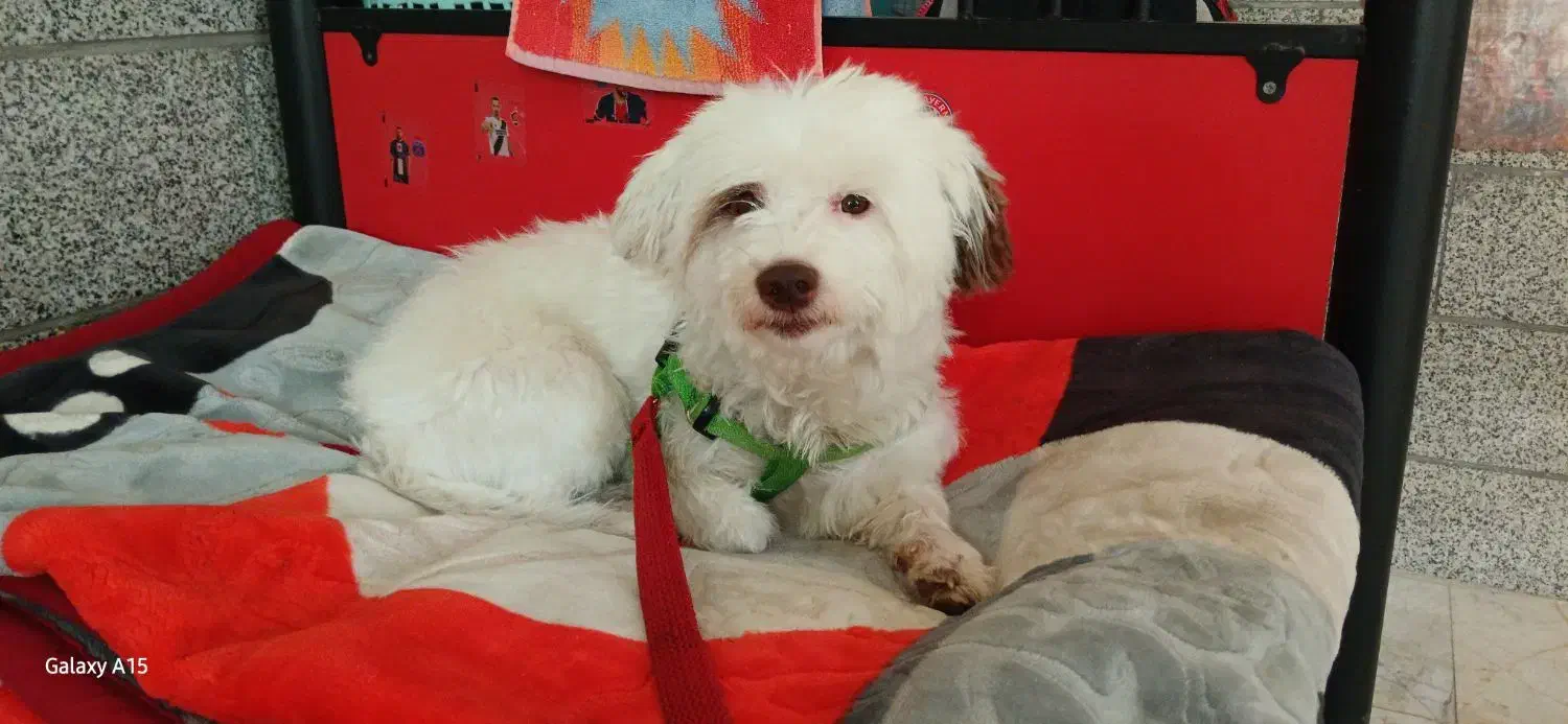 سگ نژاد دار ماده سالم و سرحال|سگ|کهریزک, |دیوار