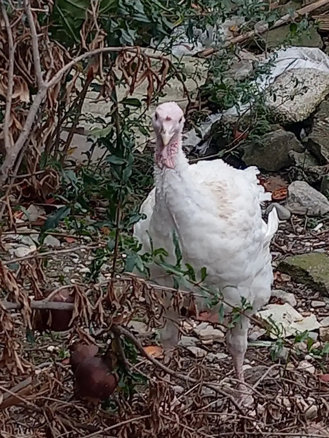 بوقلمون گوشتی ارگانیک|حیوانات مزرعه|گرگان, |دیوار