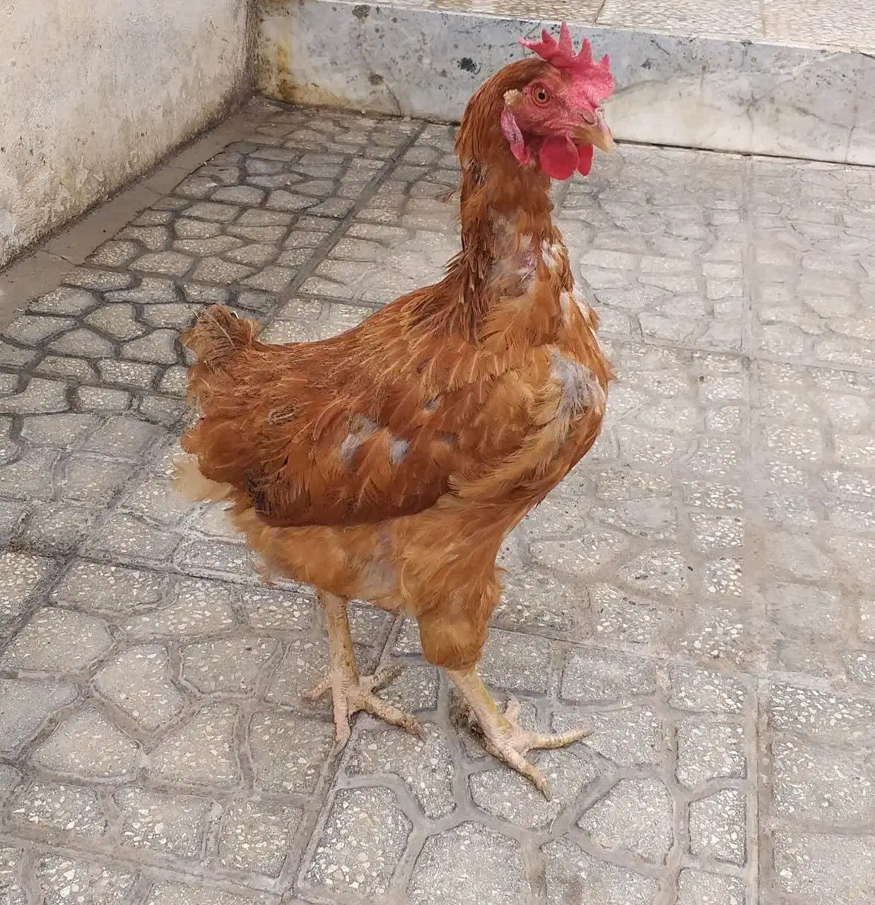 مرغ جوان محلی|حیوانات مزرعه|هشتگرد, قاسم آباد بزرگ|دیوار