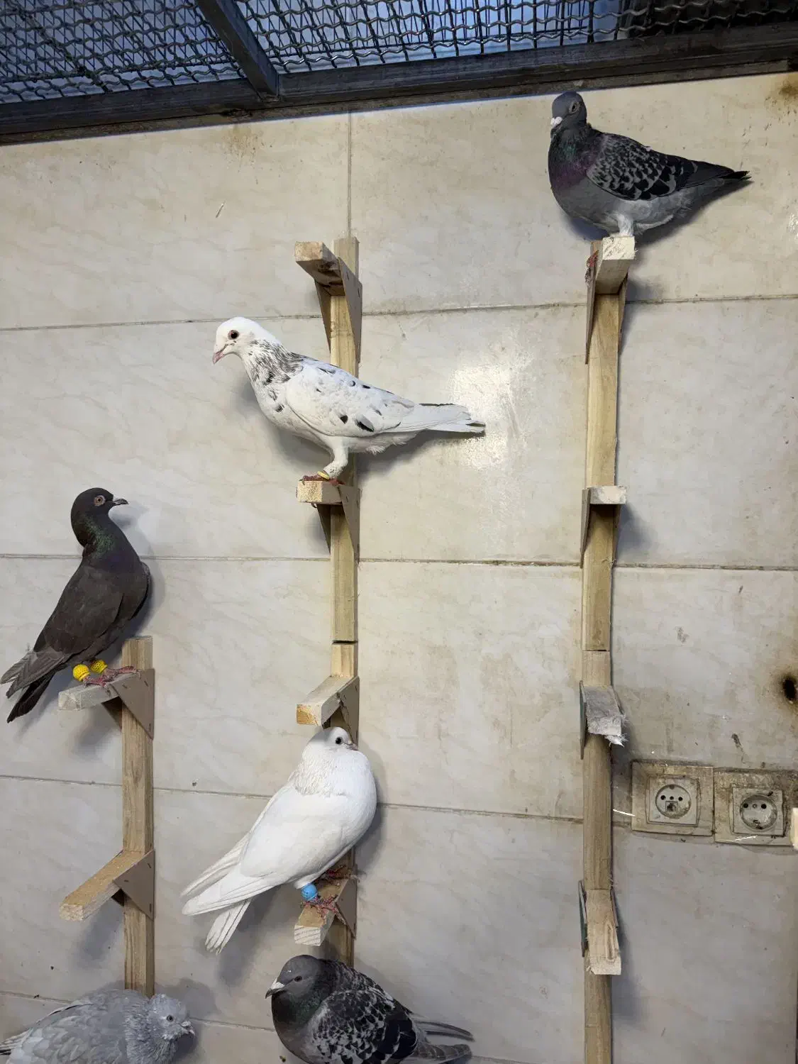 کفتر بیرونی|پرنده|شیراز, بازار|دیوار