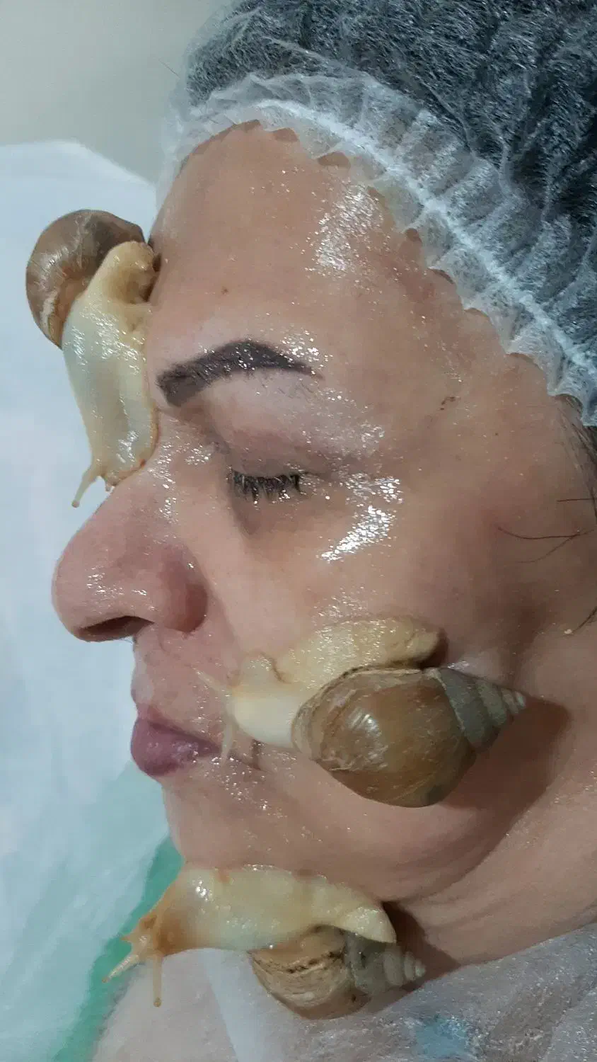 حلزون آچاتینا آلبینو|خزنده|همدان, |دیوار