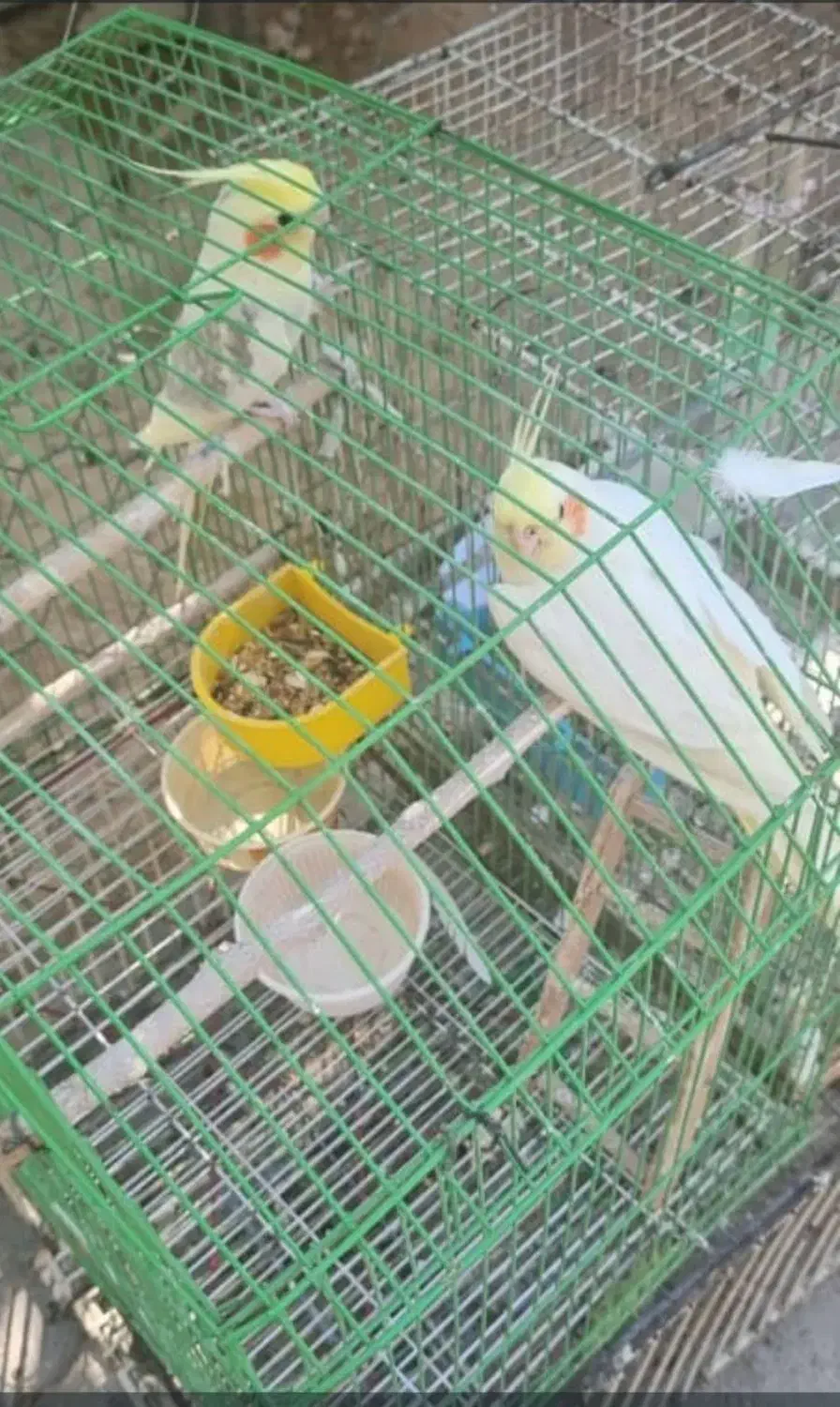 عروس هلندی|پرنده|دهدشت, |دیوار