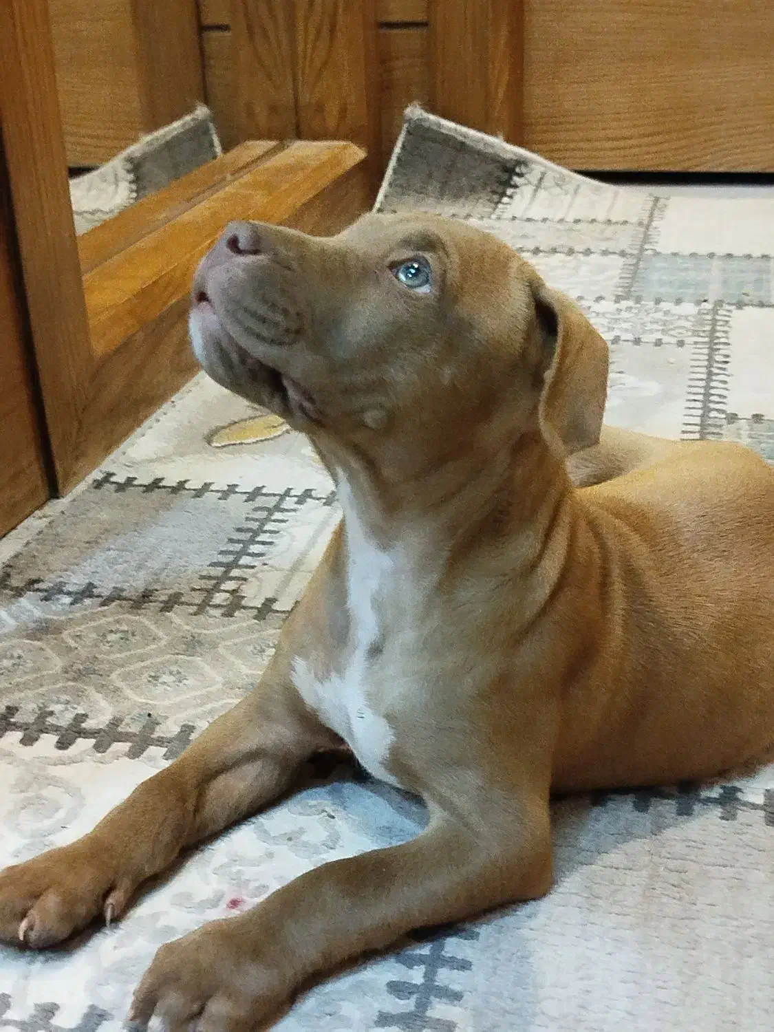 واگذاری آمیریکن پیتبول|سگ|اصفهان, سرتاوه|دیوار