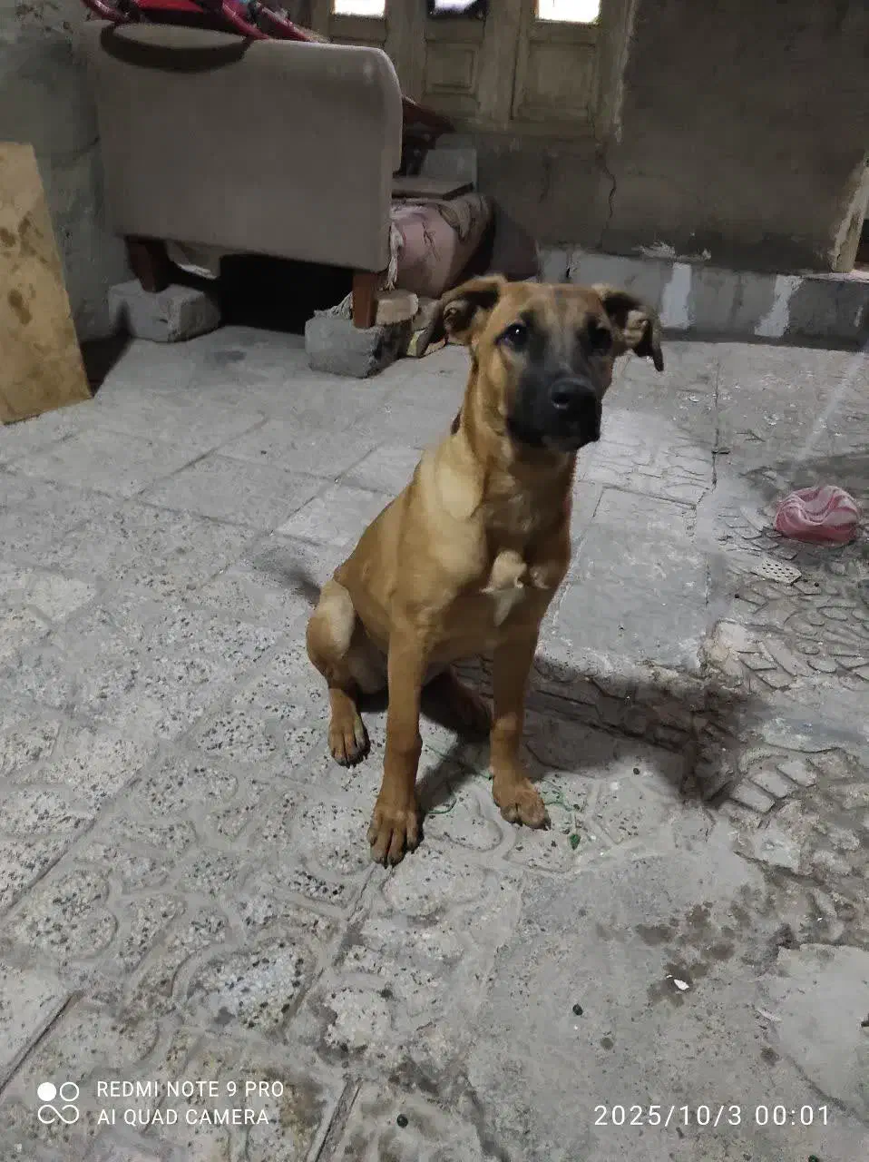 سگ گمشده|حیوانات|خمینی‌شهر, |دیوار