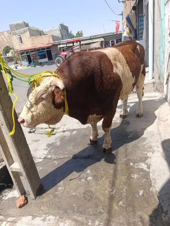 سلاخ گوسفندی ذبح گوساله گاوی تمام نقاط تهران|خدمات پذیرایی، مراسم|تهران, وحیدیه|دیوار