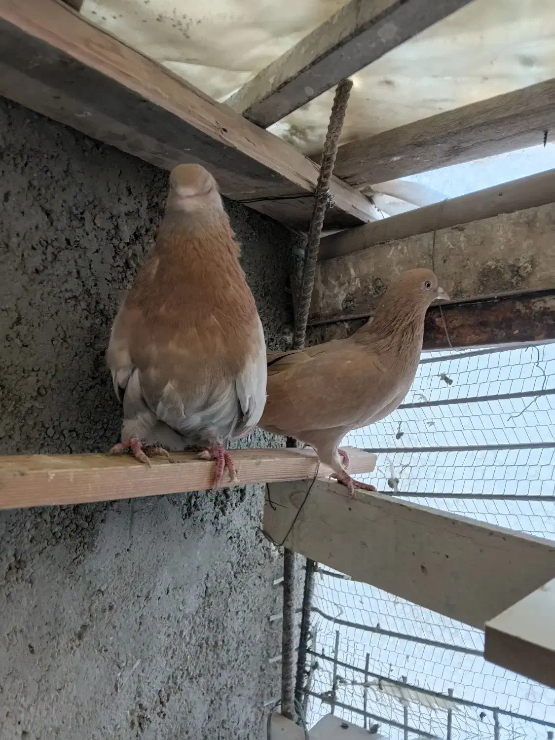 کفتر زردی ماهرو ابلغ تیکه پاره|پرنده|تهران, فرمانیه|دیوار