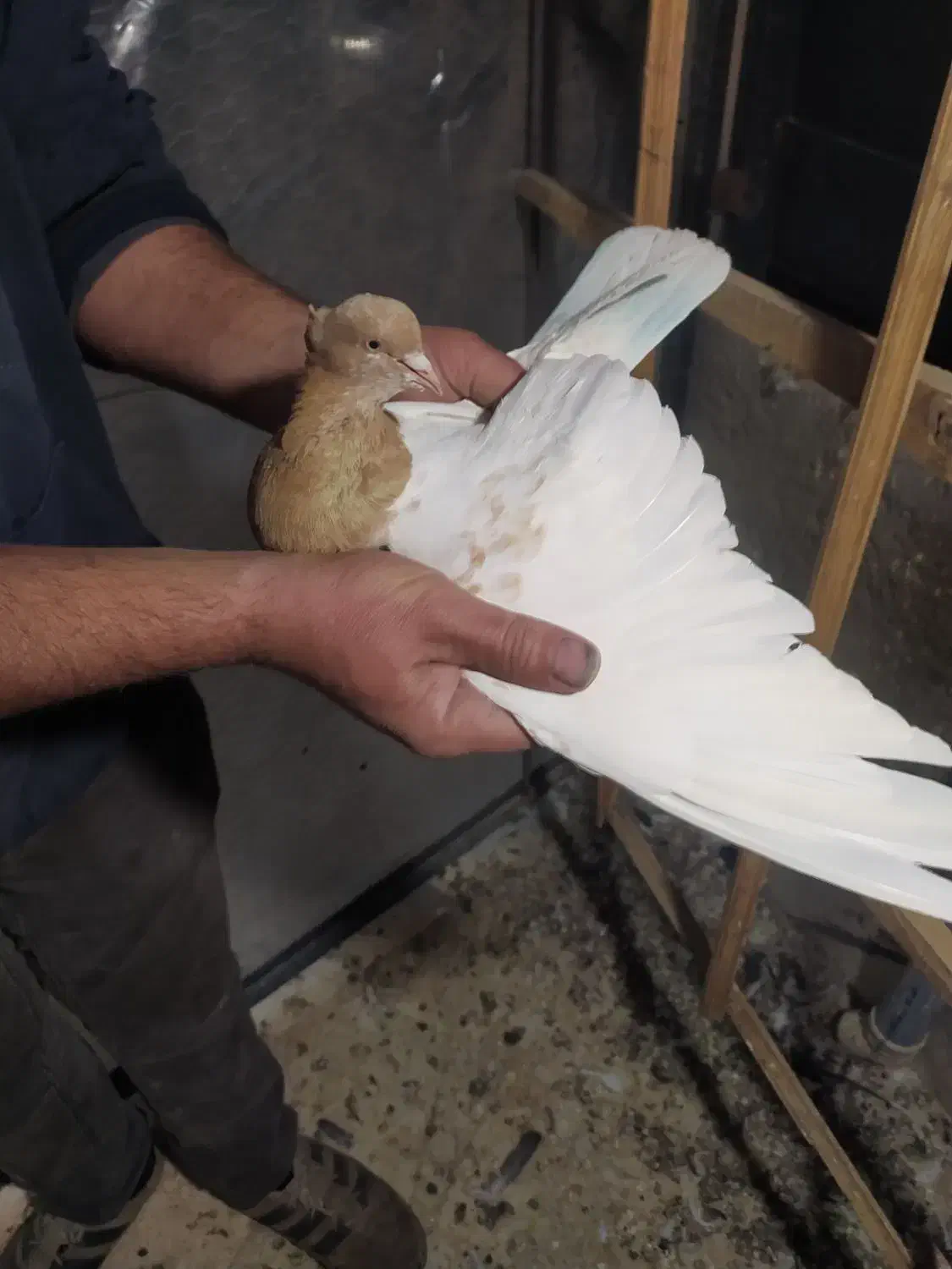 کبوتر جفتی و پرشی دم سفید سینه کله|پرنده|دماوند, دماوند|دیوار