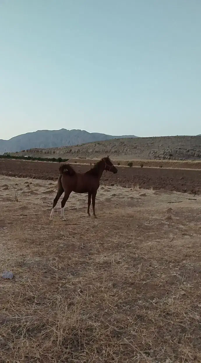 کره اسب مادیان|اسب و تجهیزات اسبسواری|مرودشت, پشت سایپا|دیوار