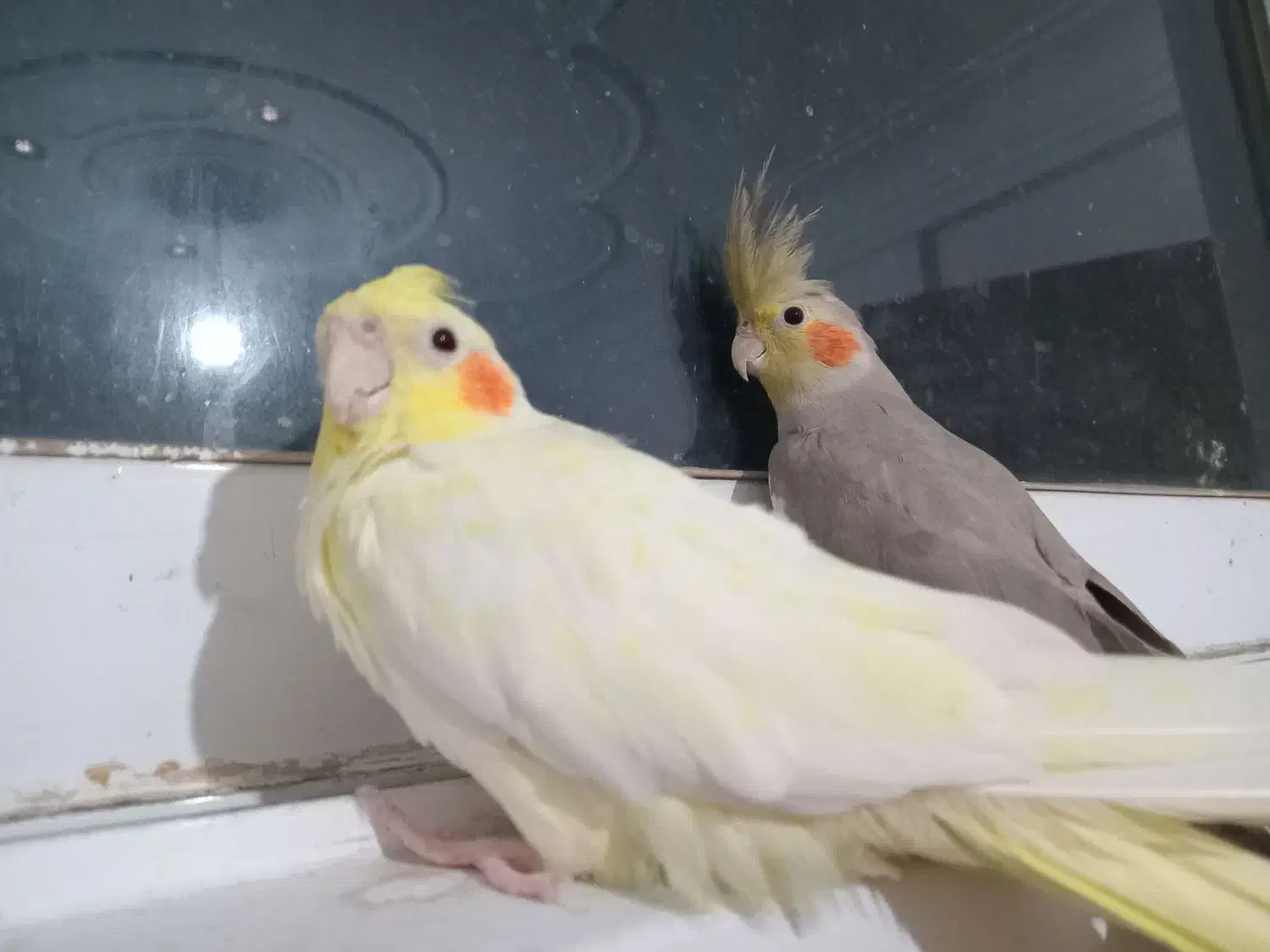 یک جفت عروس هلندی ۱۸ ماهه سالم و زیبا|پرنده|لنگرود, |دیوار