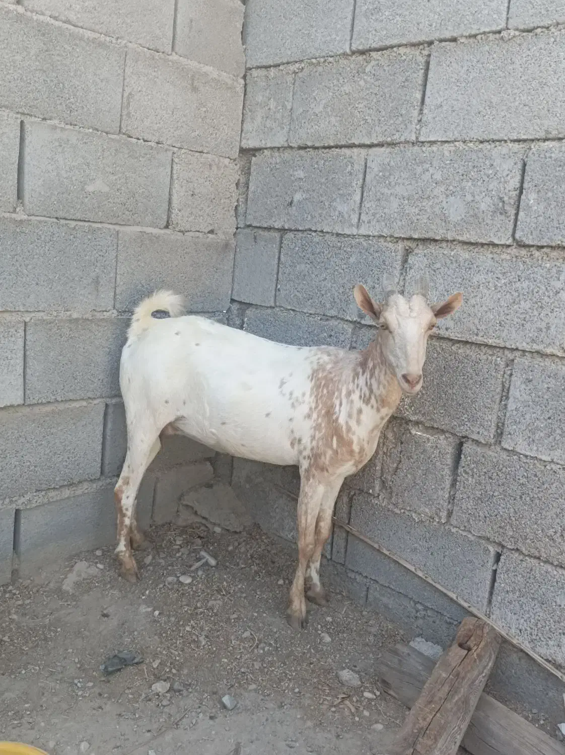 بز آبستن ۲ ماه به بالا|حیوانات مزرعه|بندرعباس, |دیوار