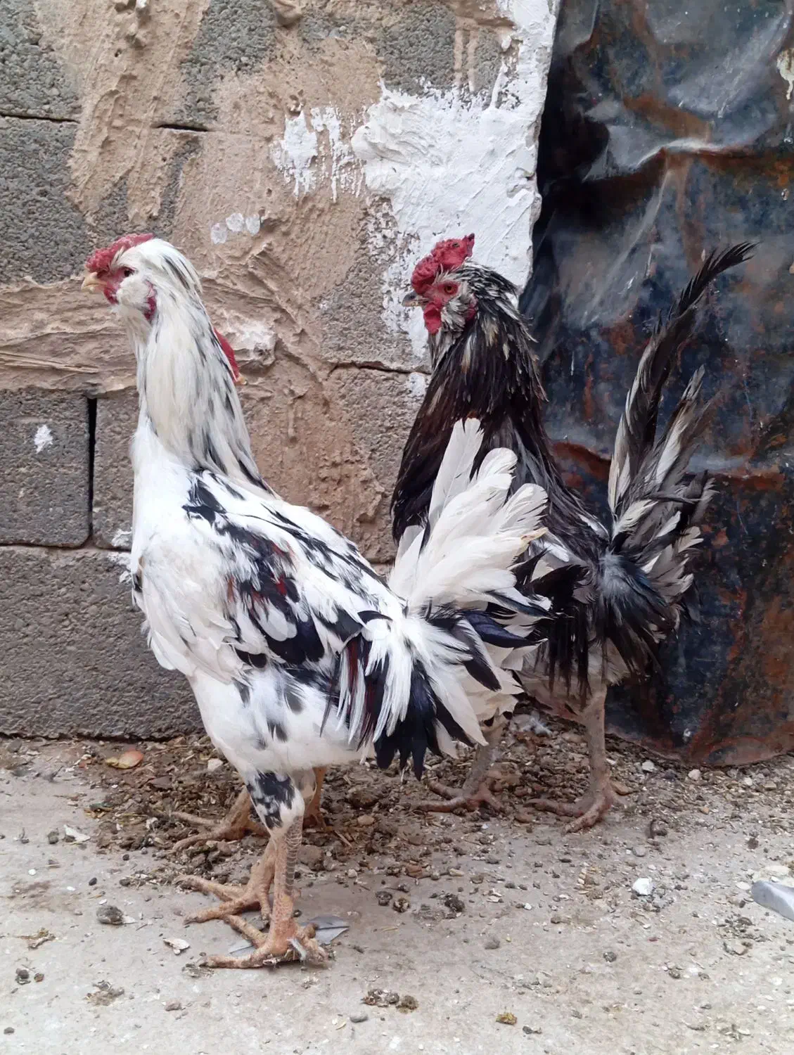 مرغ خروس گلین اصل|حیوانات مزرعه|شیراز, داریون|دیوار