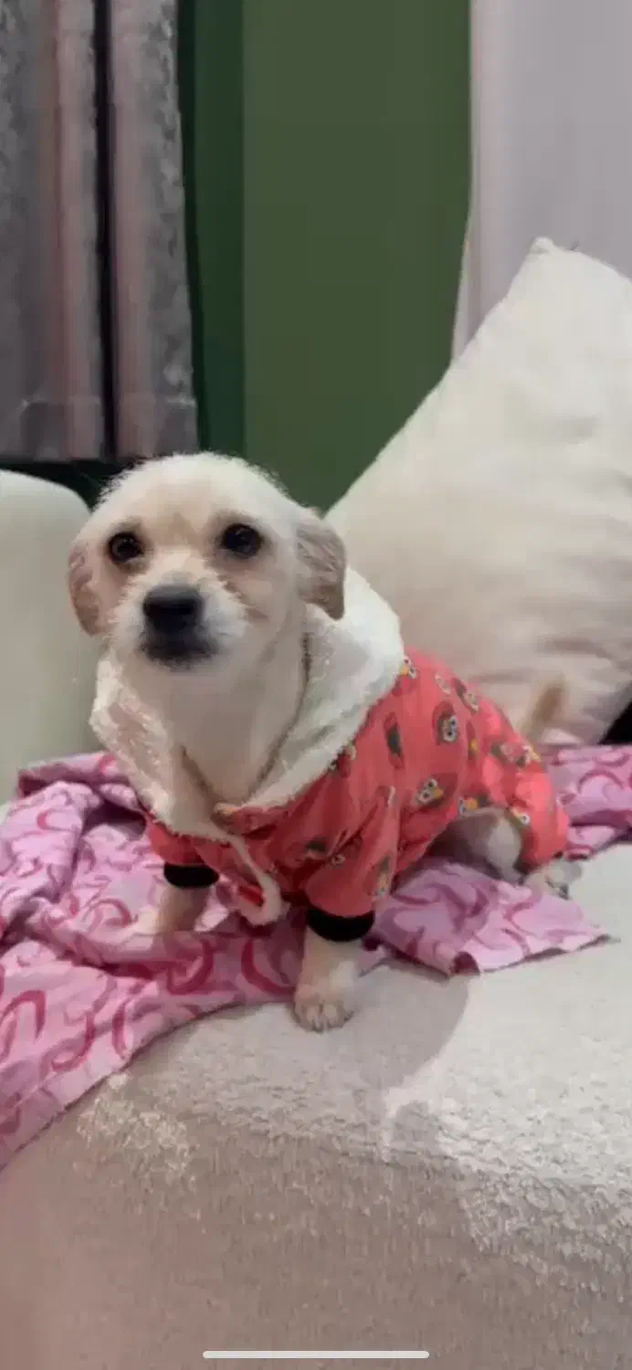 حمایتی/واگذاری|سگ|رشت, گلسار|دیوار