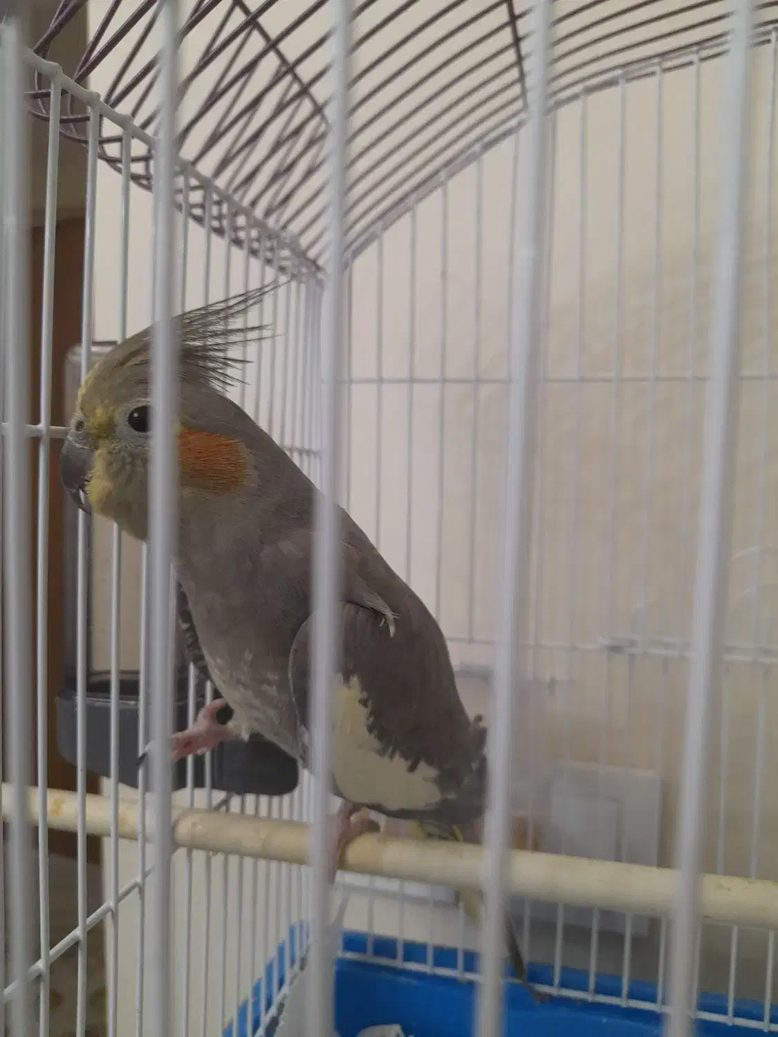 عروس هلندی|پرنده|تهران, حشمتیه|دیوار