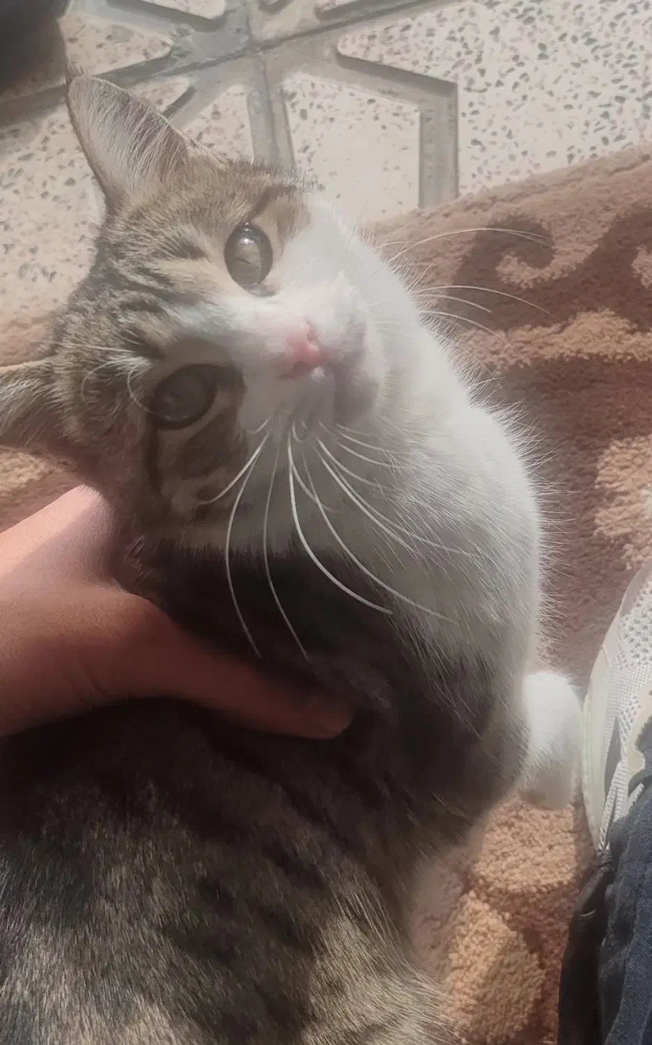 گربه خونگی خیلی اروم و مهربون|گربه|سلماس, |دیوار