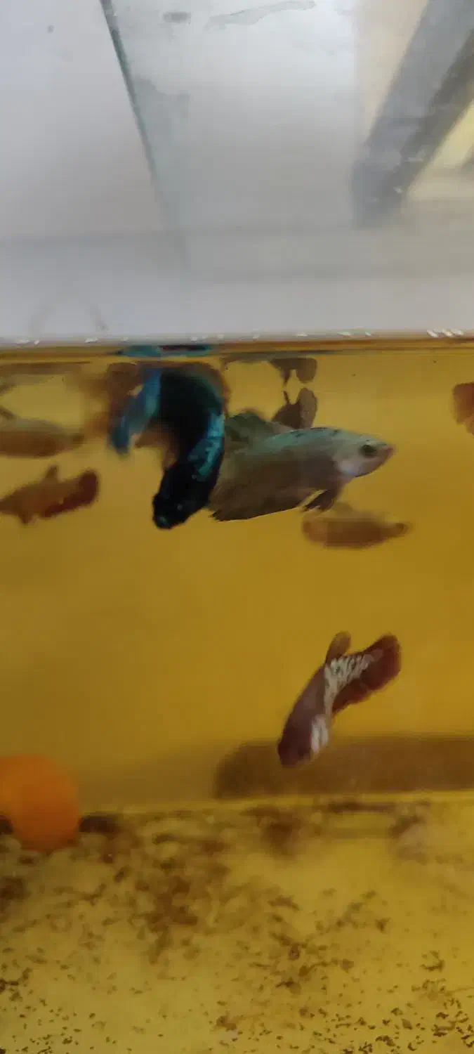 ماهی فایتر  هامون و پلاکت (نر و ماده)|ماهی|تهران, شکیبا|دیوار