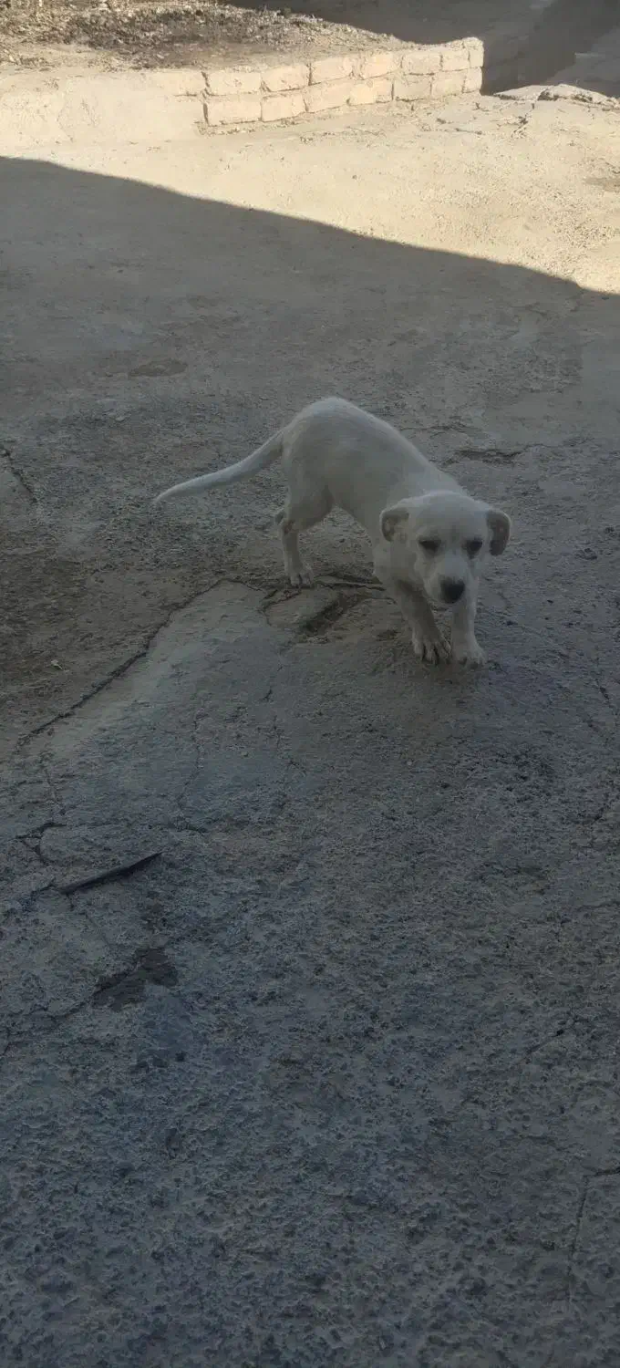 سگ اشپیتز تریر|سگ|مشهد, نوده|دیوار