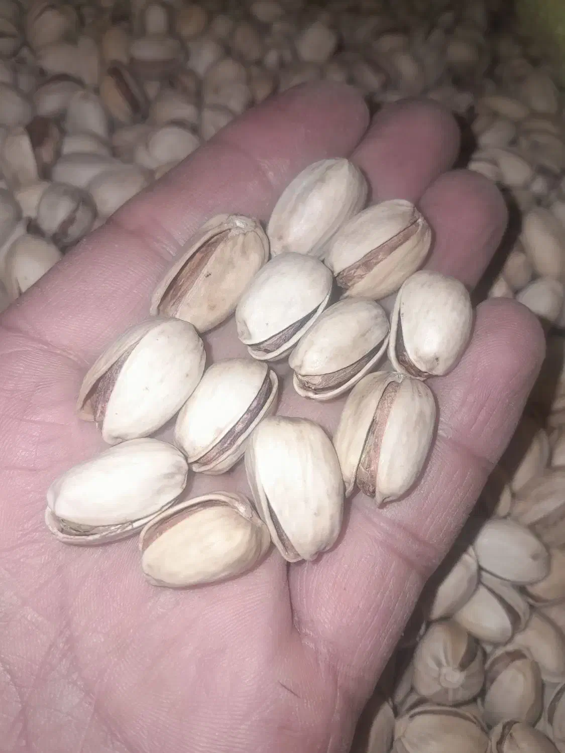 مغز پسته و پسته کله قوچی ارگانیک ۱۰۰٪|خوردنی و آشامیدنی|تهران, کرمان|دیوار