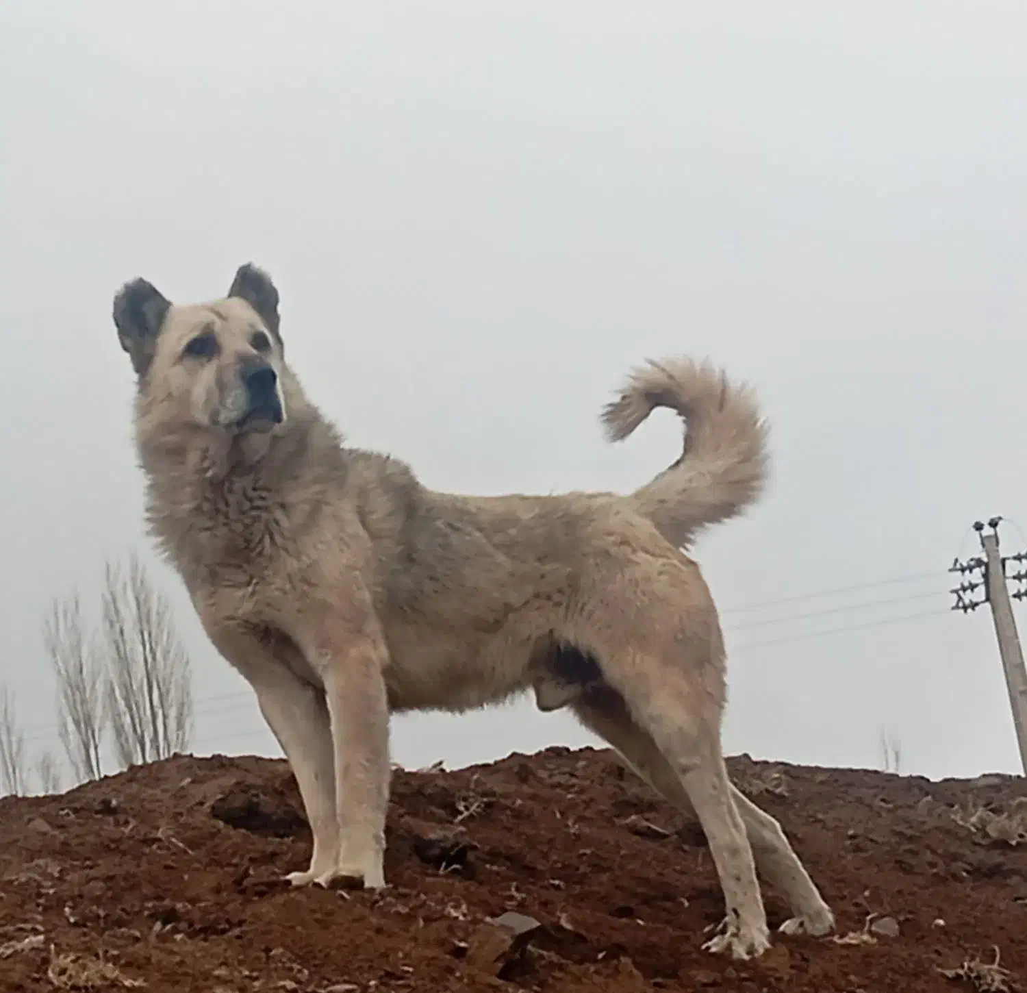 سگ سرابی|سگ|زنجان, |دیوار