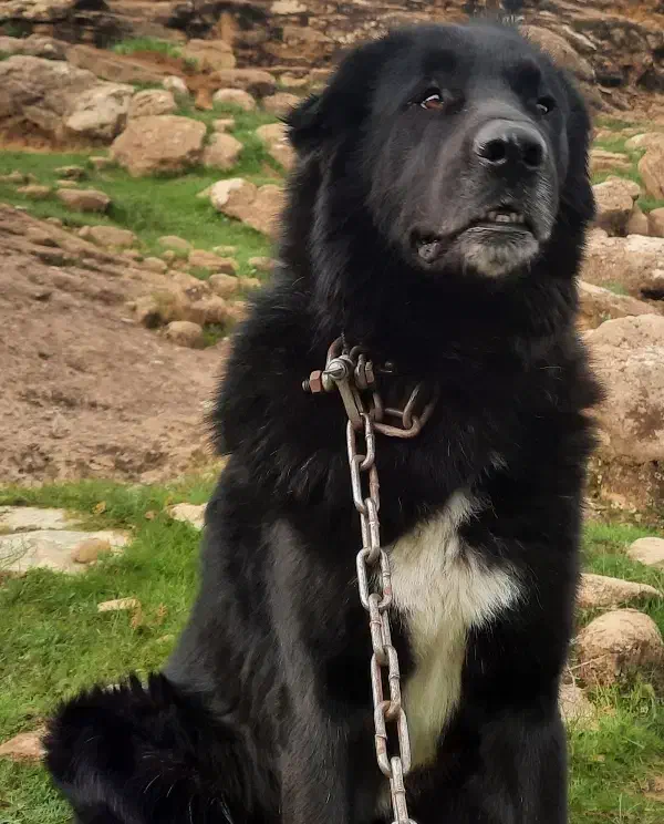 توله قهدریجونی دو نر دو ماده|سگ|بهبهان, |دیوار