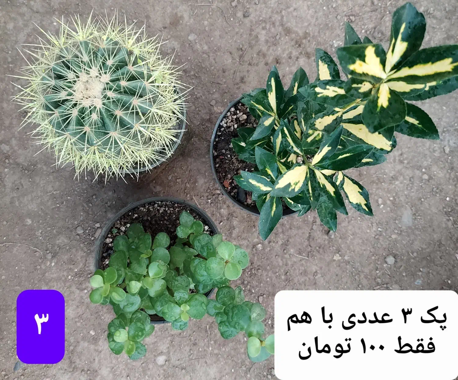 گل های زیبا|گل و گیاه طبیعی|فاضل آباد, |دیوار