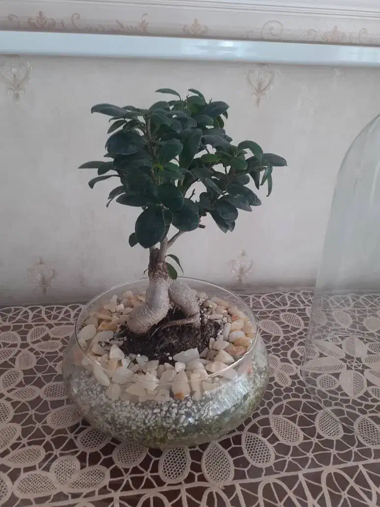 گل بنسای|گل و گیاه طبیعی|تبریز, |دیوار